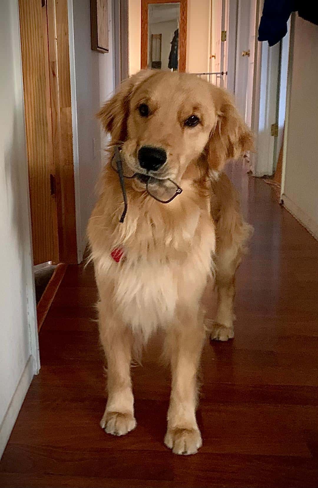 Yellow Rose Golden Retrievers