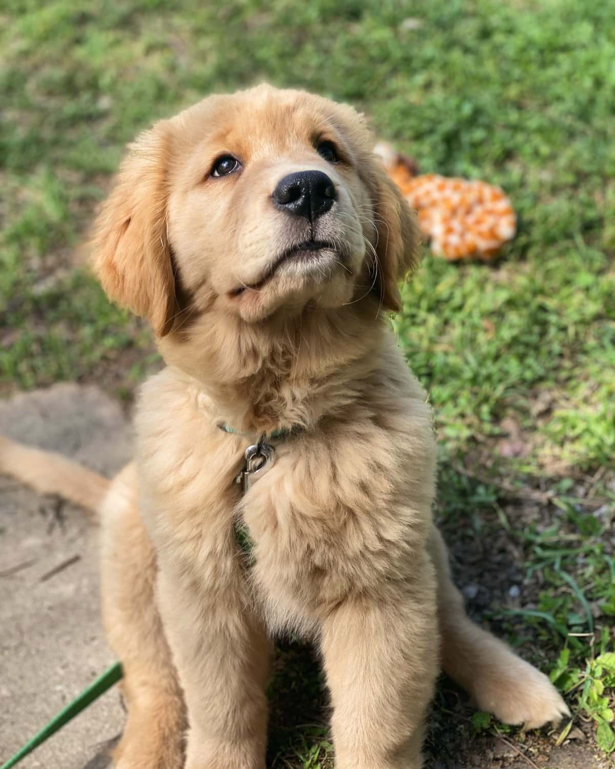 Yellow Rose Golden Retrievers