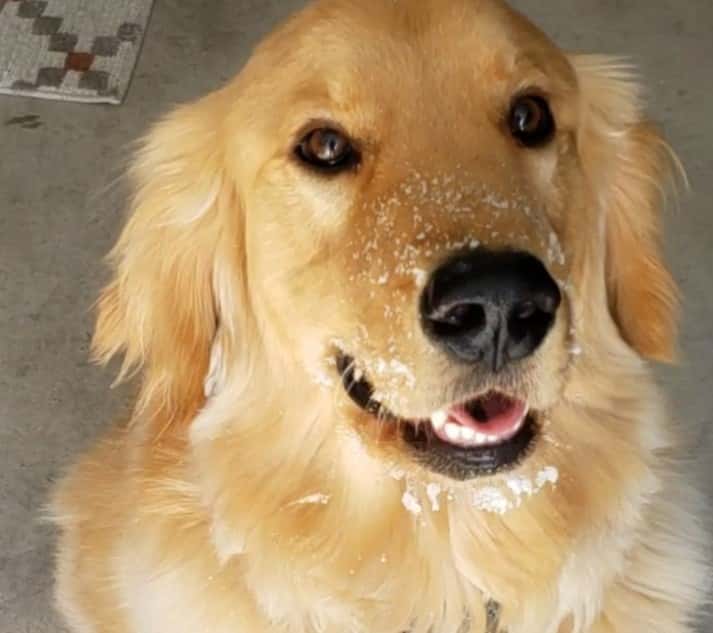 Yellow Rose Golden Retrievers