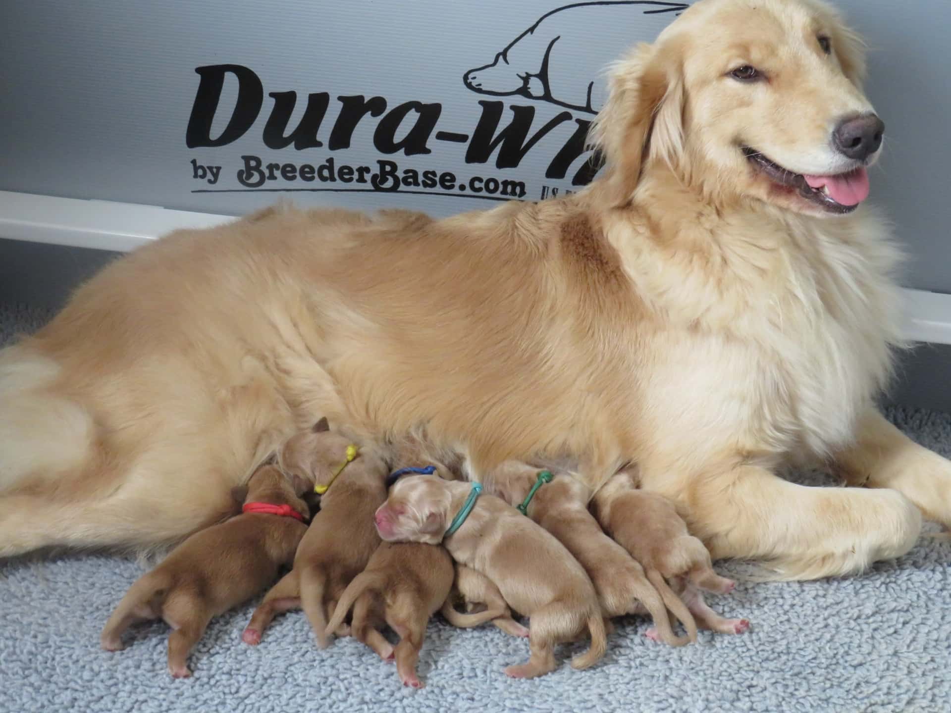 Past Litters Yellow Rose Golden Retrievers