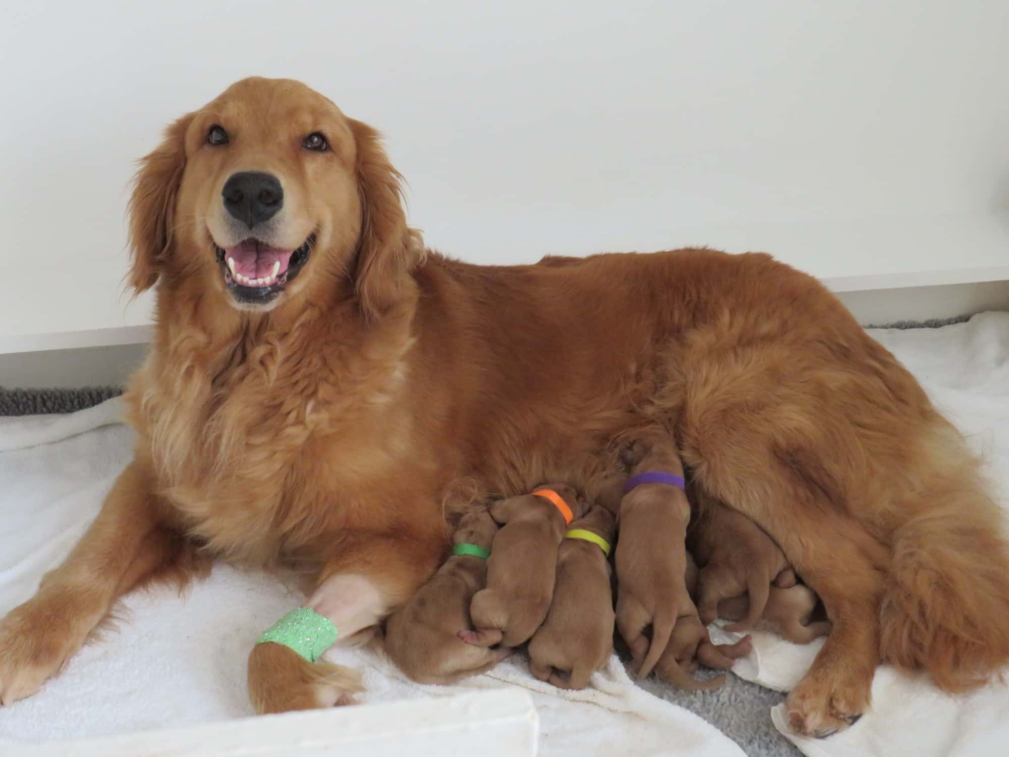 Past Litters Yellow Rose Golden Retrievers