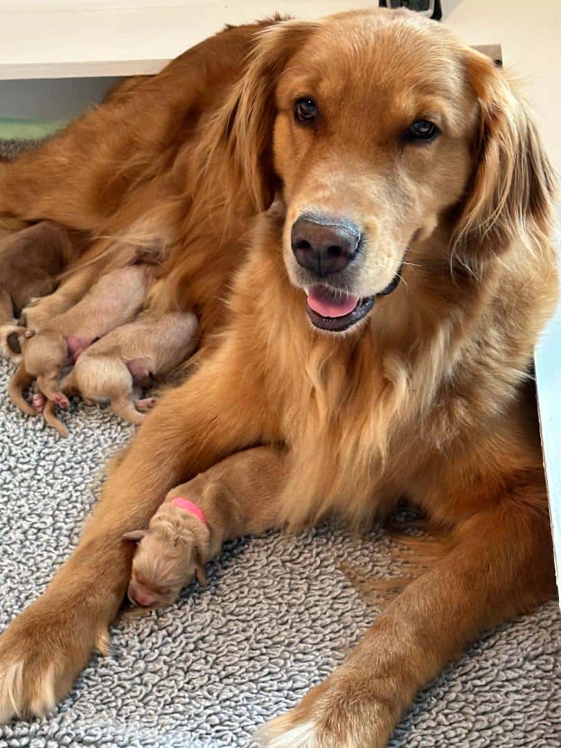 Current Litters Yellow Rose Golden Retrievers