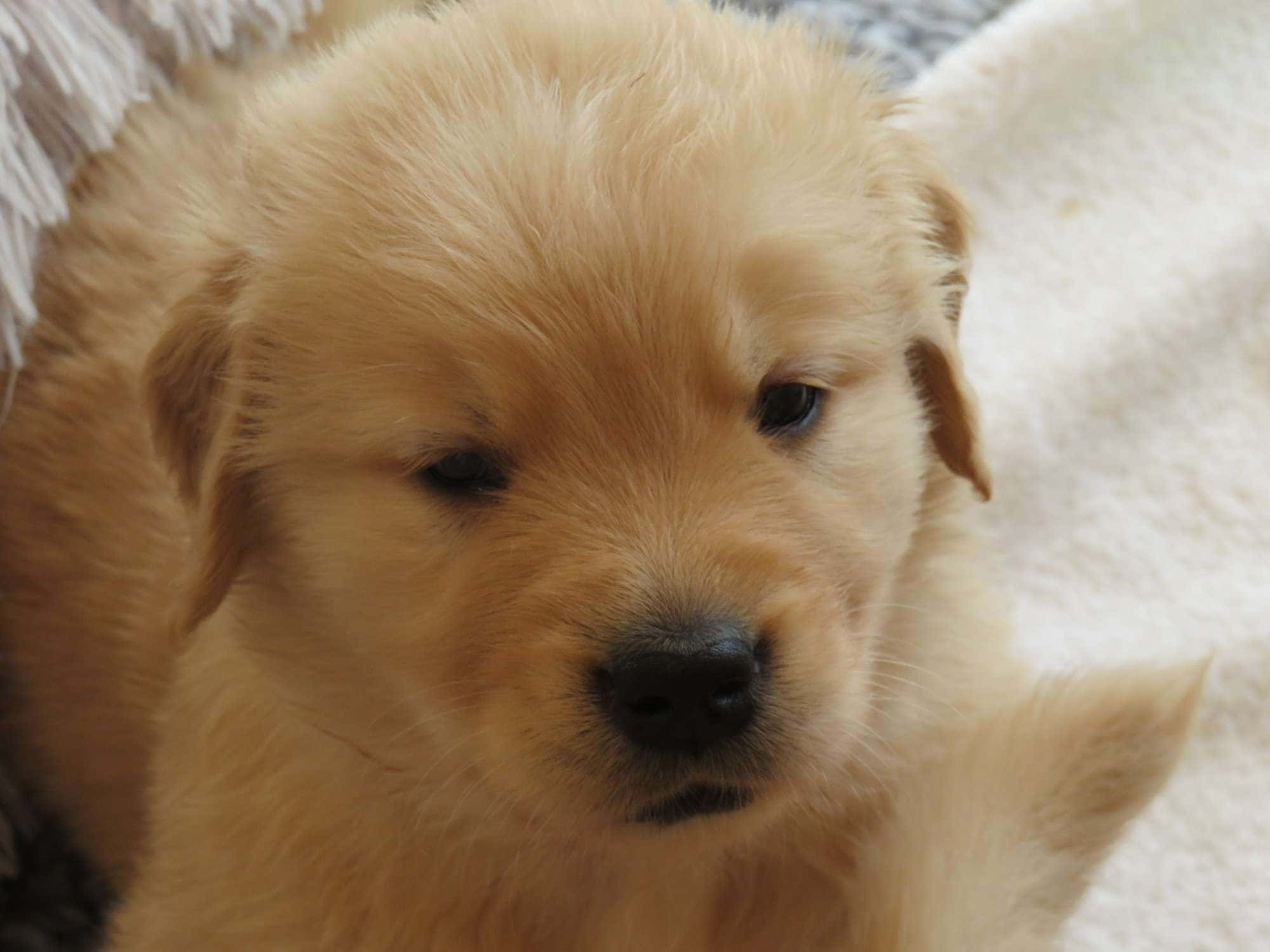 Puppy Application Yellow Rose Golden Retrievers