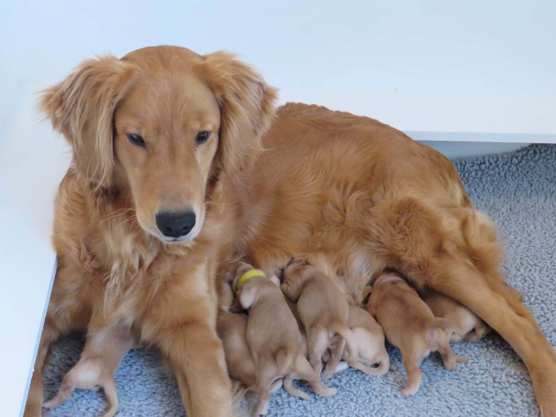 Past Litters Yellow Rose Golden Retrievers