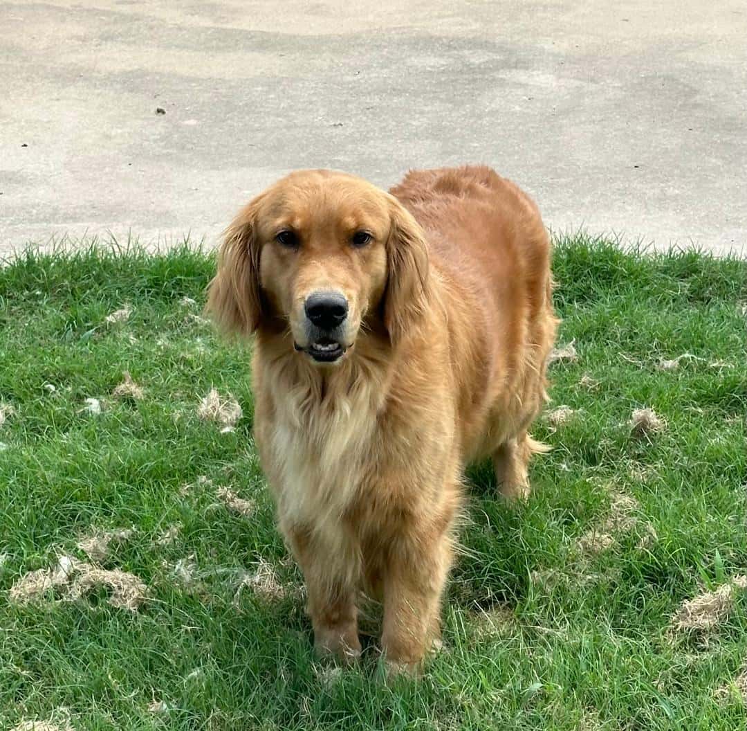 Our Goldens Yellow Rose Golden Retrievers
