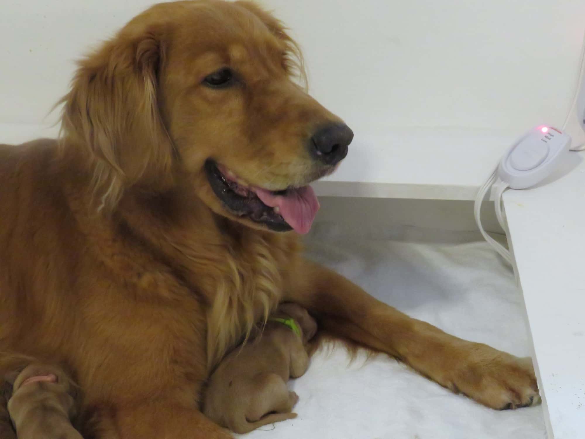 Rooster x Whimsy The "Star" Litter Yellow Rose Golden Retrievers