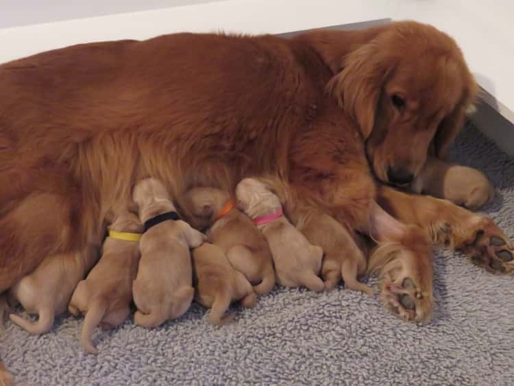 Past Litters Yellow Rose Golden Retrievers
