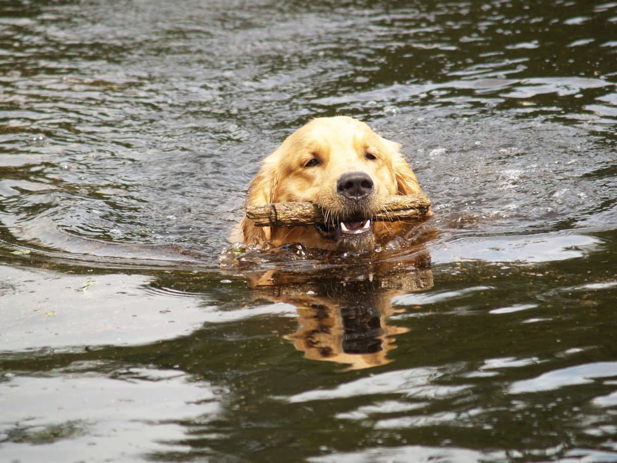Yellow Rose Golden Retrievers