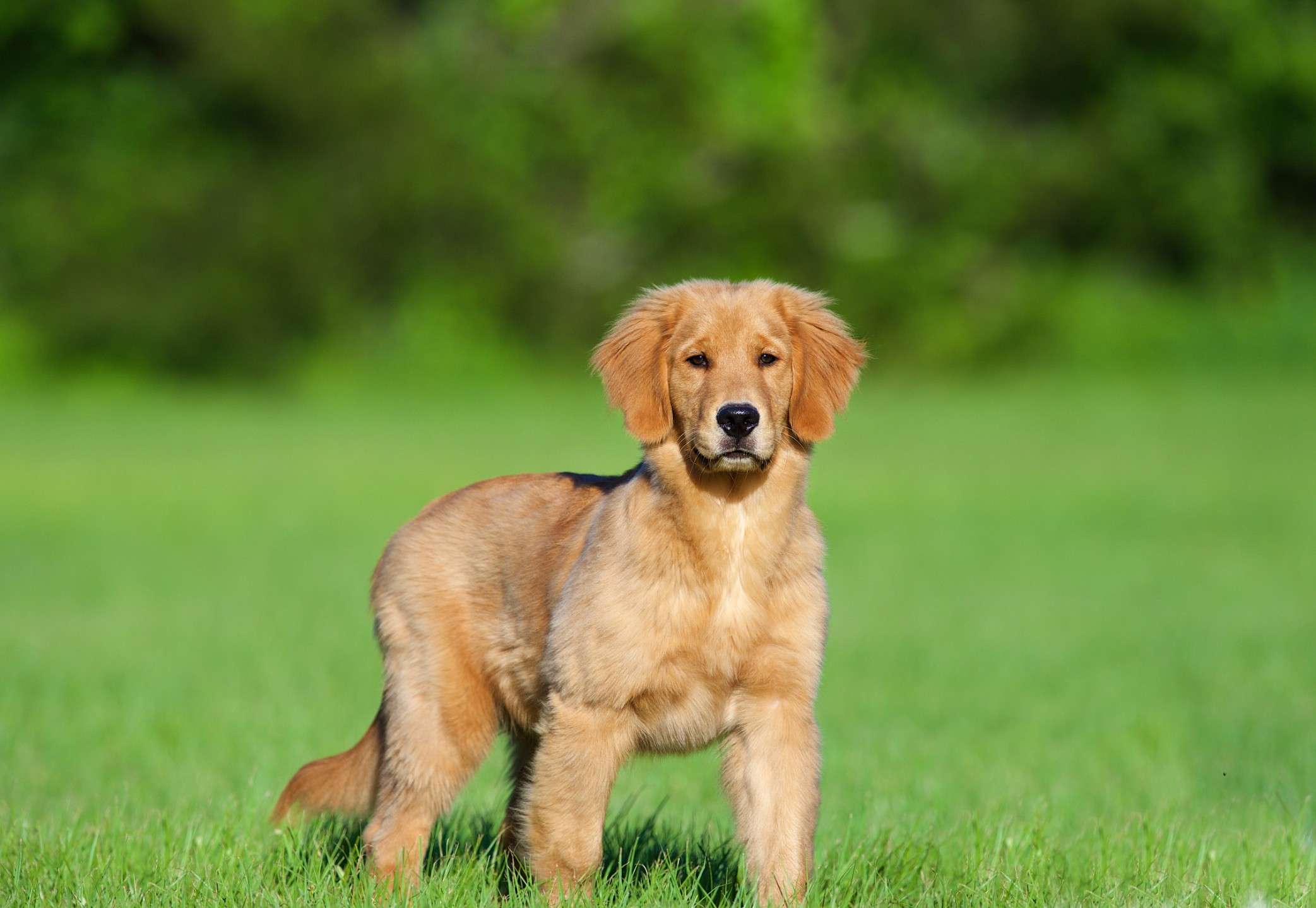 Available Dogs Yellow Rose Golden Retrievers